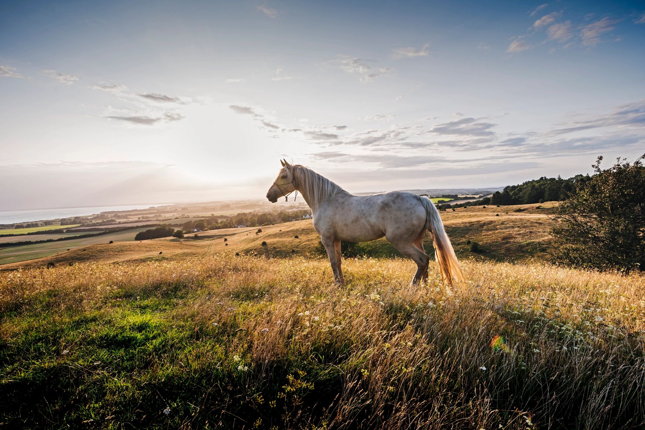 Palomino horse at sunset in a pasture