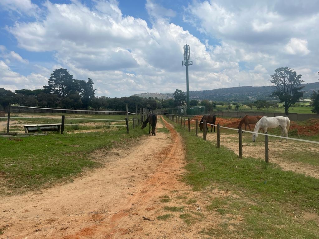 Horse grazing in turnout at Chestnut Stables